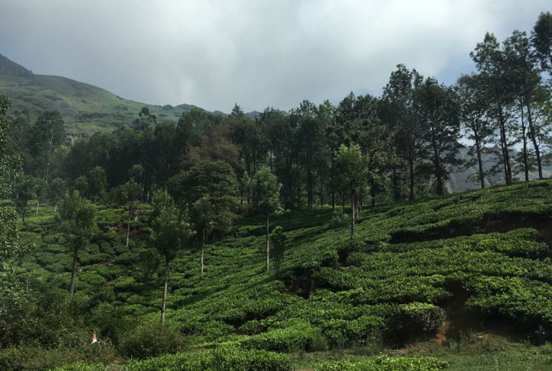 Tata Tea Museum Munnar