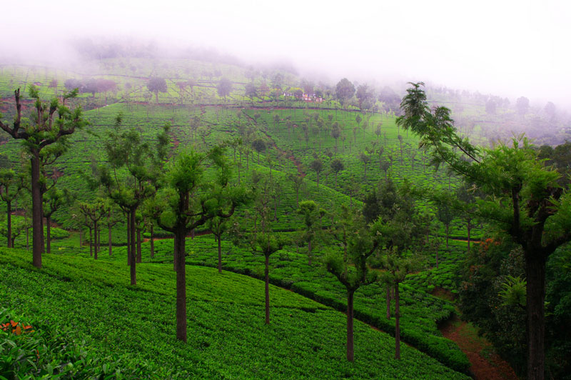 Tea Estate