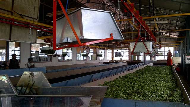 tea-factory