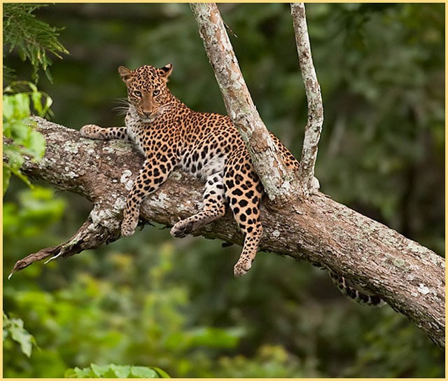 The Peepal Tree, Kabini