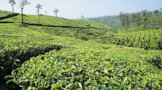 thekkady