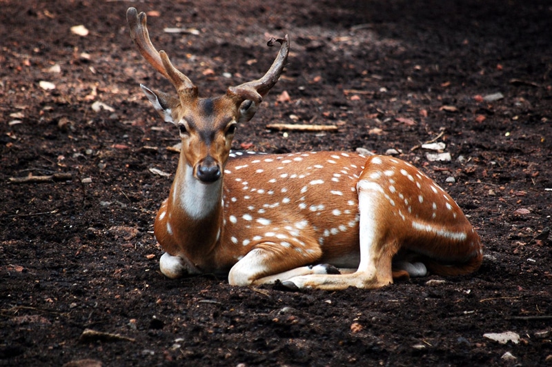 Thrissur Zoo and Museum