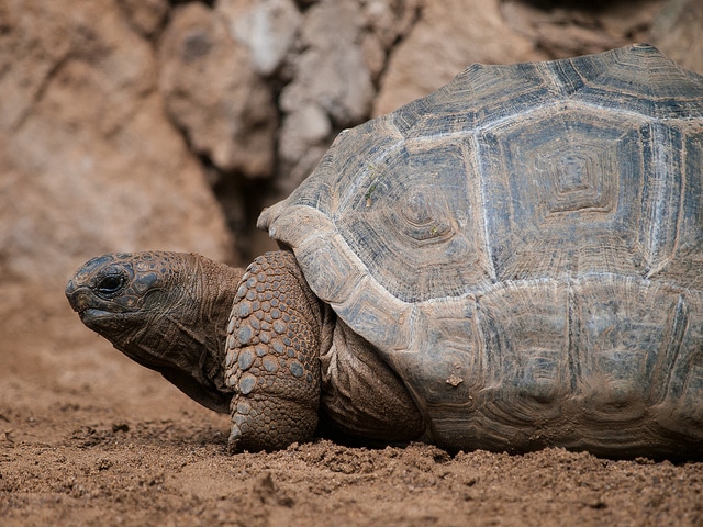 tortoises