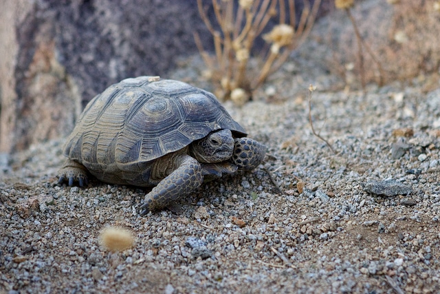 tortoises1
