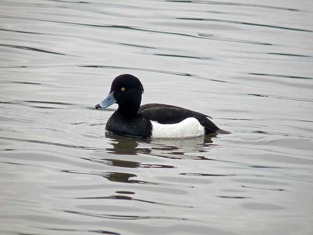 tufted-duck