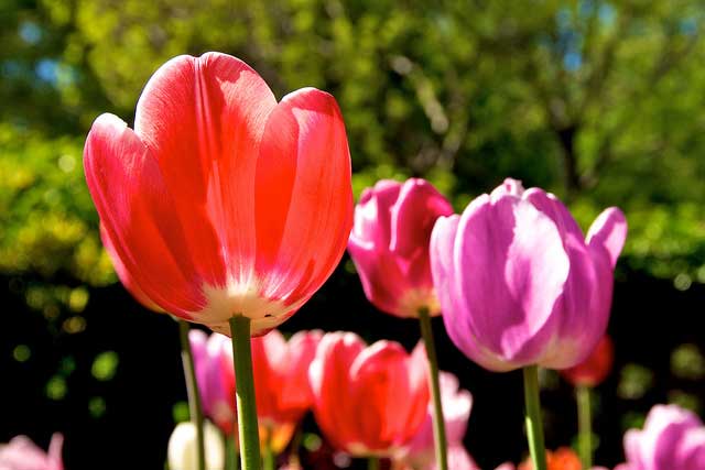 tulip-garden