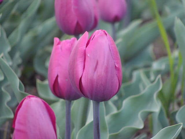 tulip-garden2