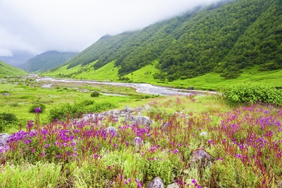 Valley Of Flowers Nainital