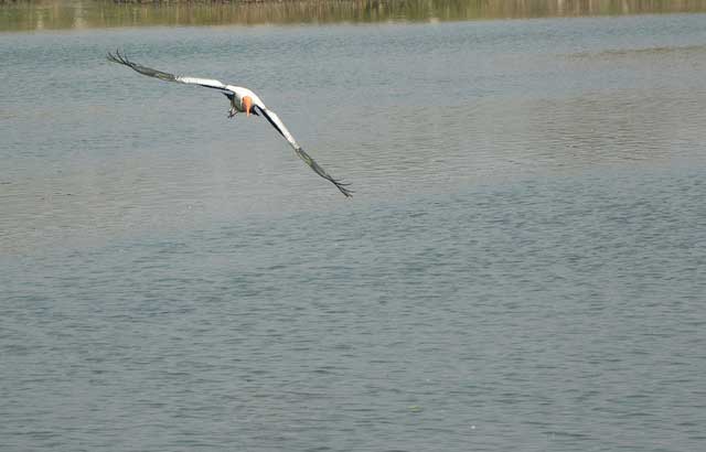 vedanthangal-bird-sanctuary1