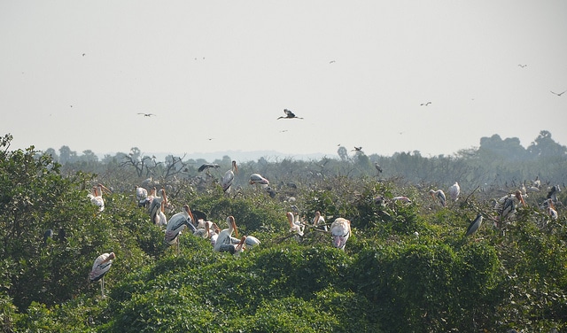 vedanthangal-bird-sanctuary5