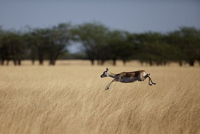 velavadar-national-park