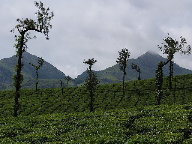 Wayanad India