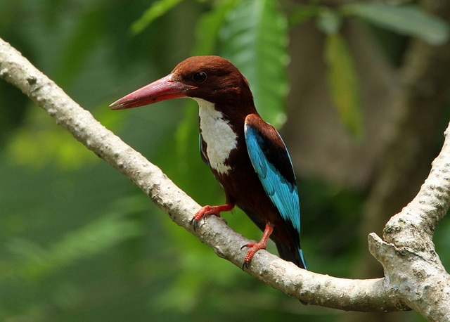 white-breasted-kingfisher