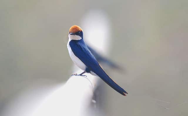 wire-tailed-swallow