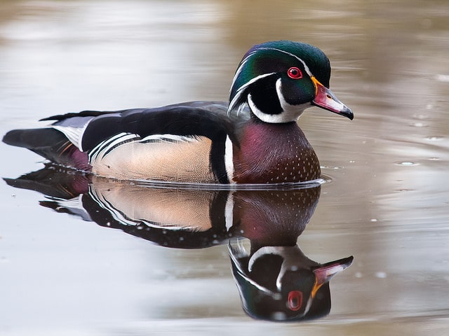 wood-duck