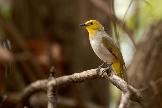 yellow-throated-bulbul